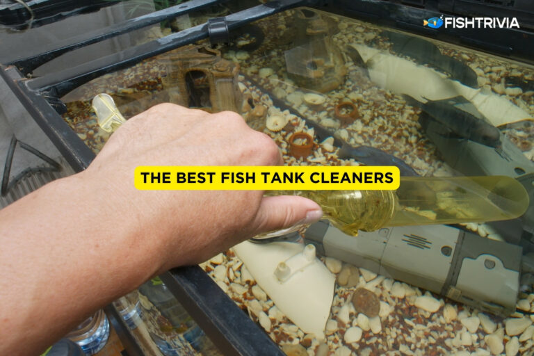 The Best Fish Tank Cleaners
