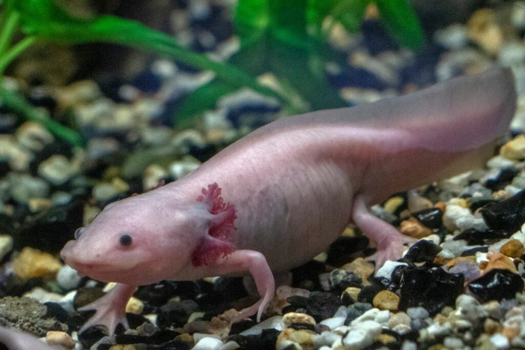 axolotl facts