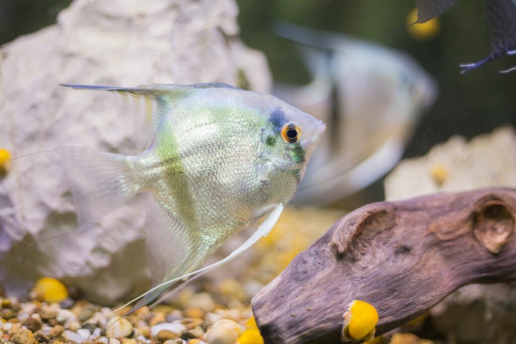 Will Angelfish Eat Shrimp