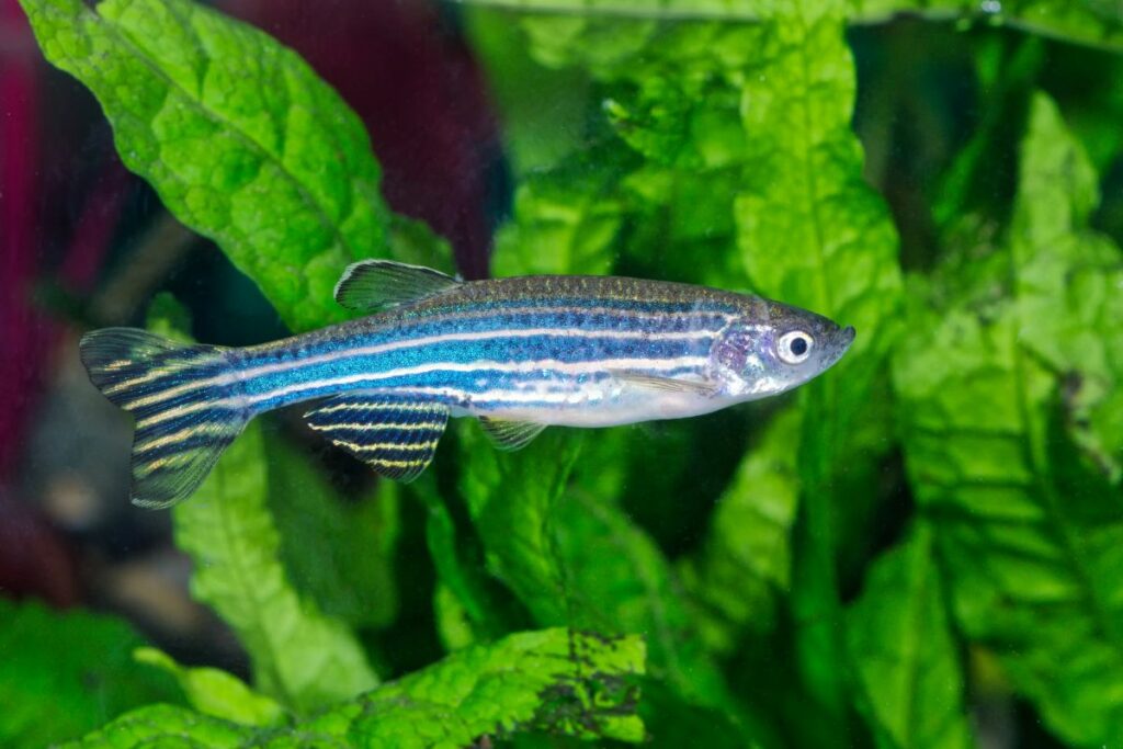 zebra danios as best swordtails fish tank mates