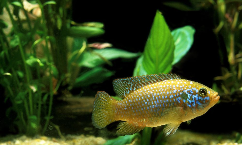 10 Amazing African Cichlids Facts