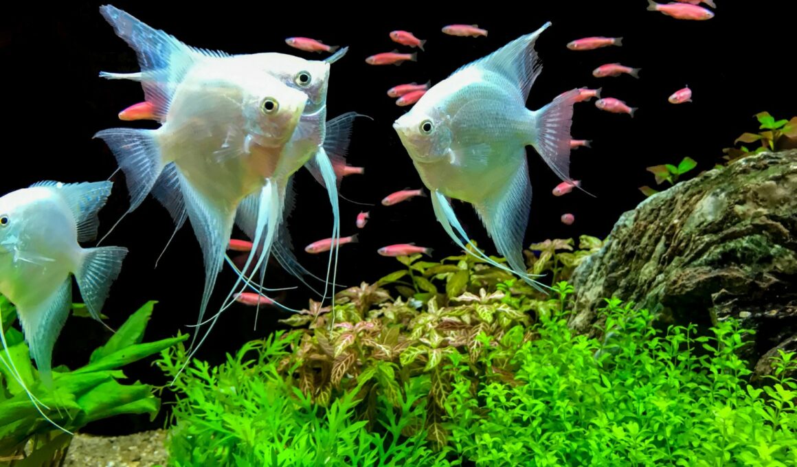 Angel fish tank mates