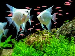 Angel fish tank mates