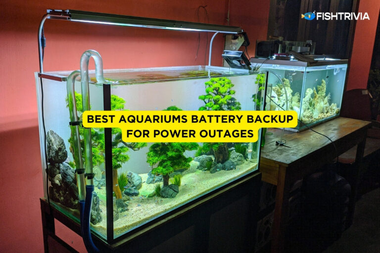 Best Aquariums Battery Backup for Power Outages