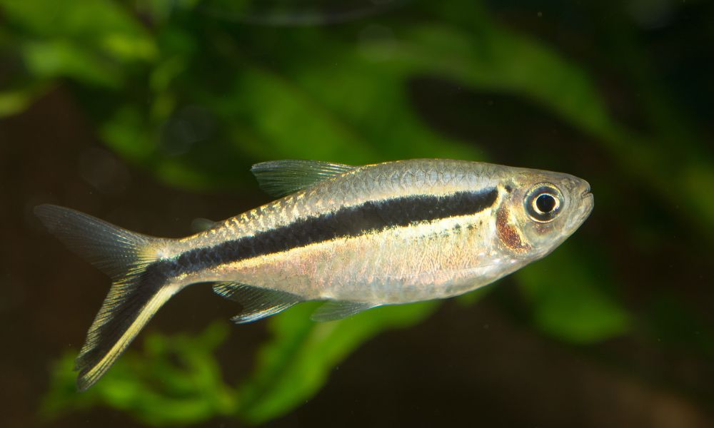 Black Neon Tetra