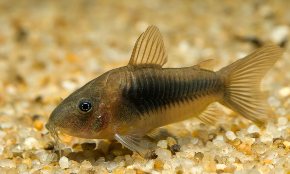 Corydoras Catfish as the best tank mates for danios