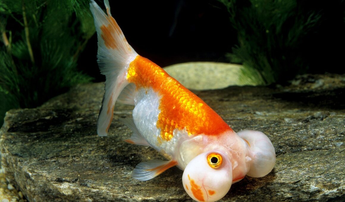 Bubble Eye Goldfish Popped