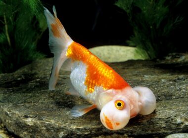Bubble Eye Goldfish Popped