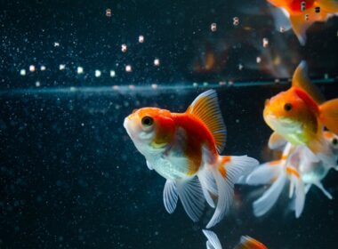 Can Goldfish Eat Turtle Food