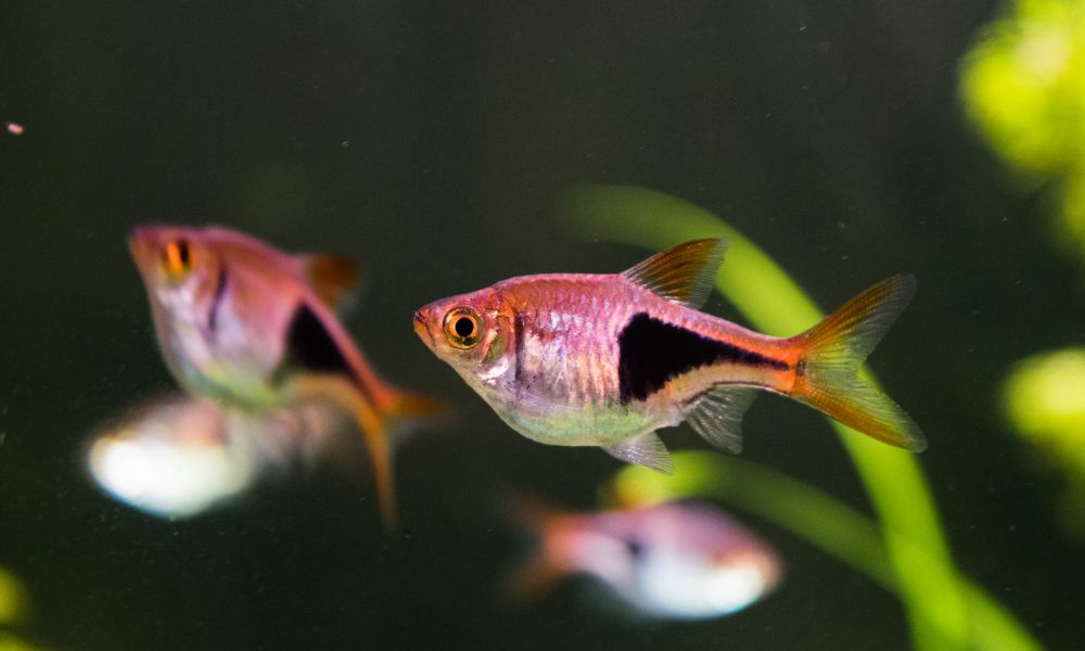 Espei Rasbora