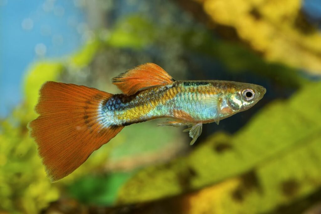 Guppy fish as the best otocinclus tank mates
