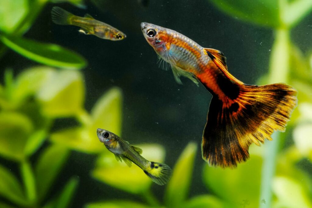 Best tank mates for guppy fish