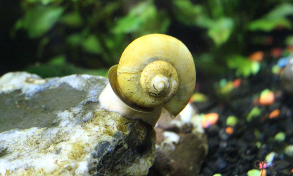 Mystery snail as mollyfish tank mates
