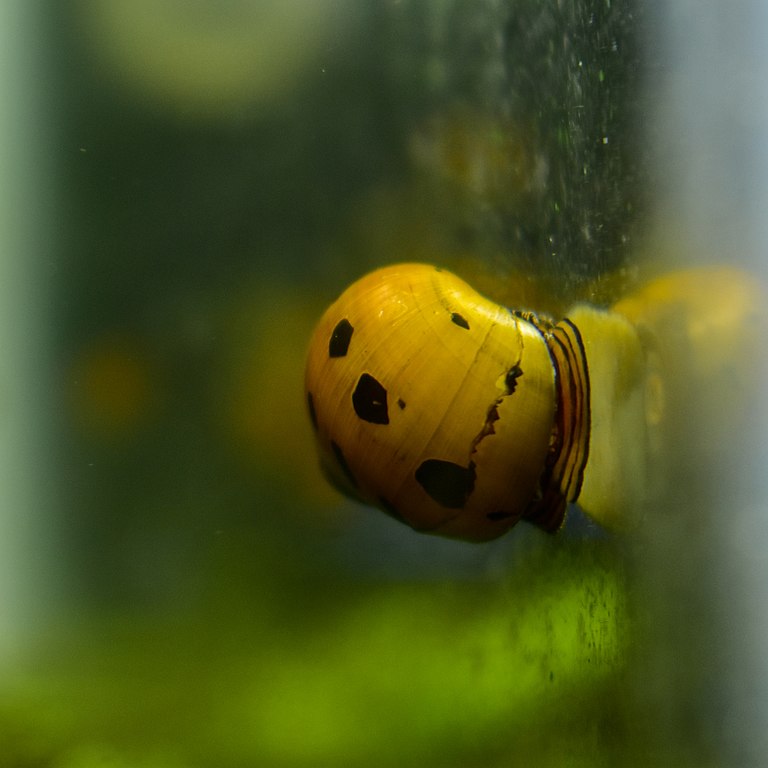 Nerite Snails as guppy fish tank mates