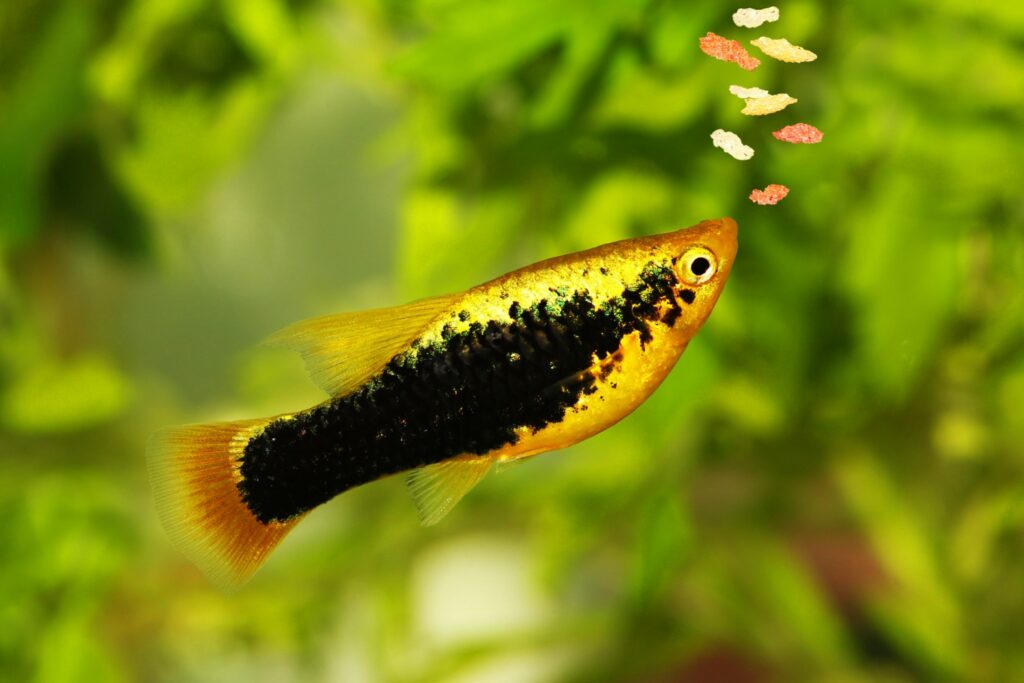 platy fish