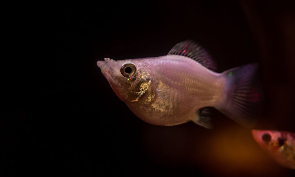 Platy fish as the best pupfish tank mate