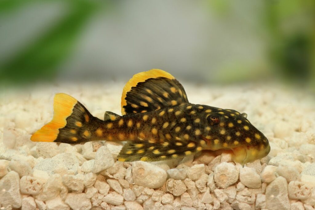 pleco as best tank mates for danios