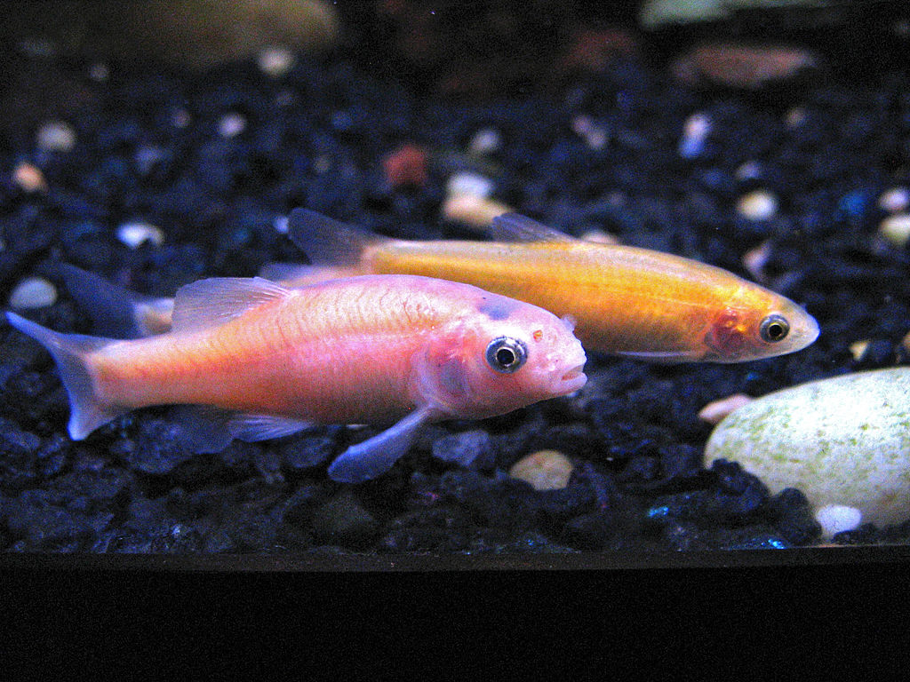 Rosy Red Minnows