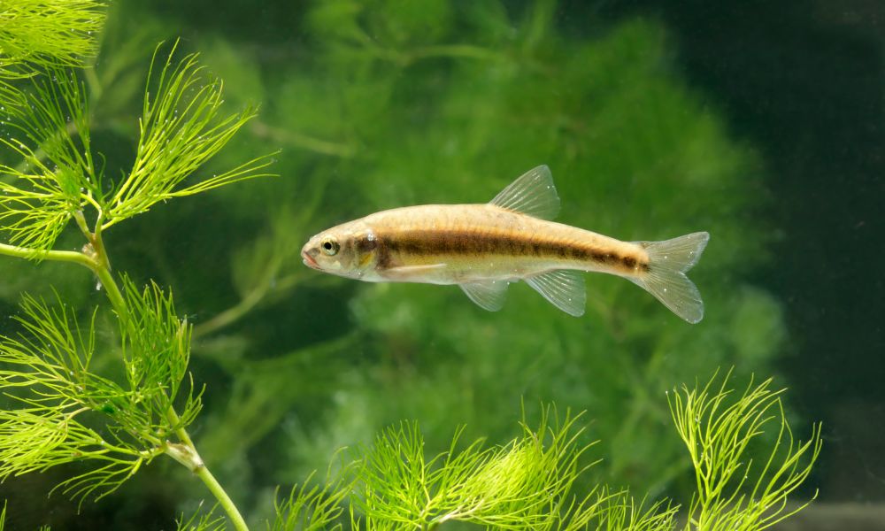 White Cloud Mountain minnows as best tank mates for goldfish