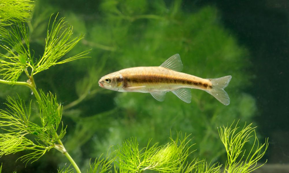 White Cloud Mountain Minnows