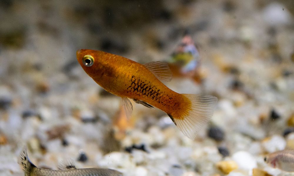 platy fish as best goldfish tank mates