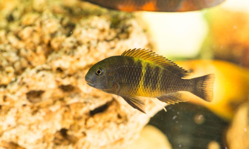 10 Amazing African Cichlids Facts
