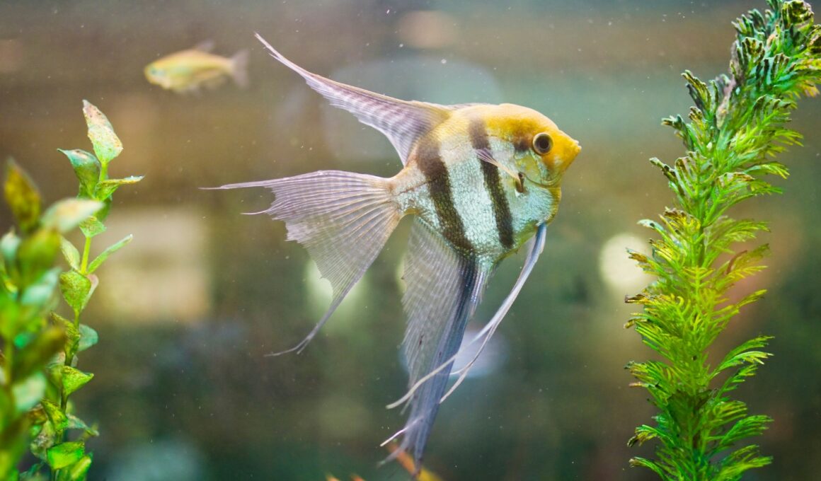 How Many Angelfish In a 75-Gallon Tank