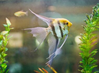 How Many Angelfish In a 75-Gallon Tank