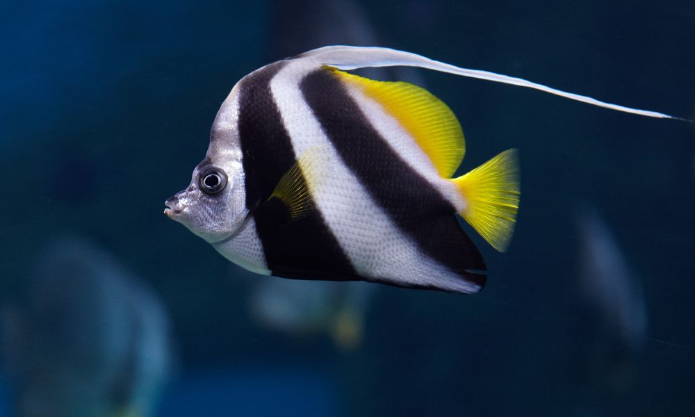 Can parrot fish live with angel fish?