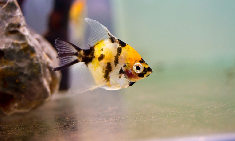 Can angelfish live with discus?