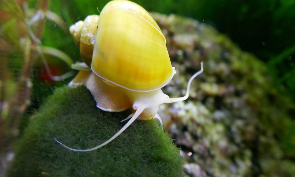 Apple snails as best goldfish tank mates
