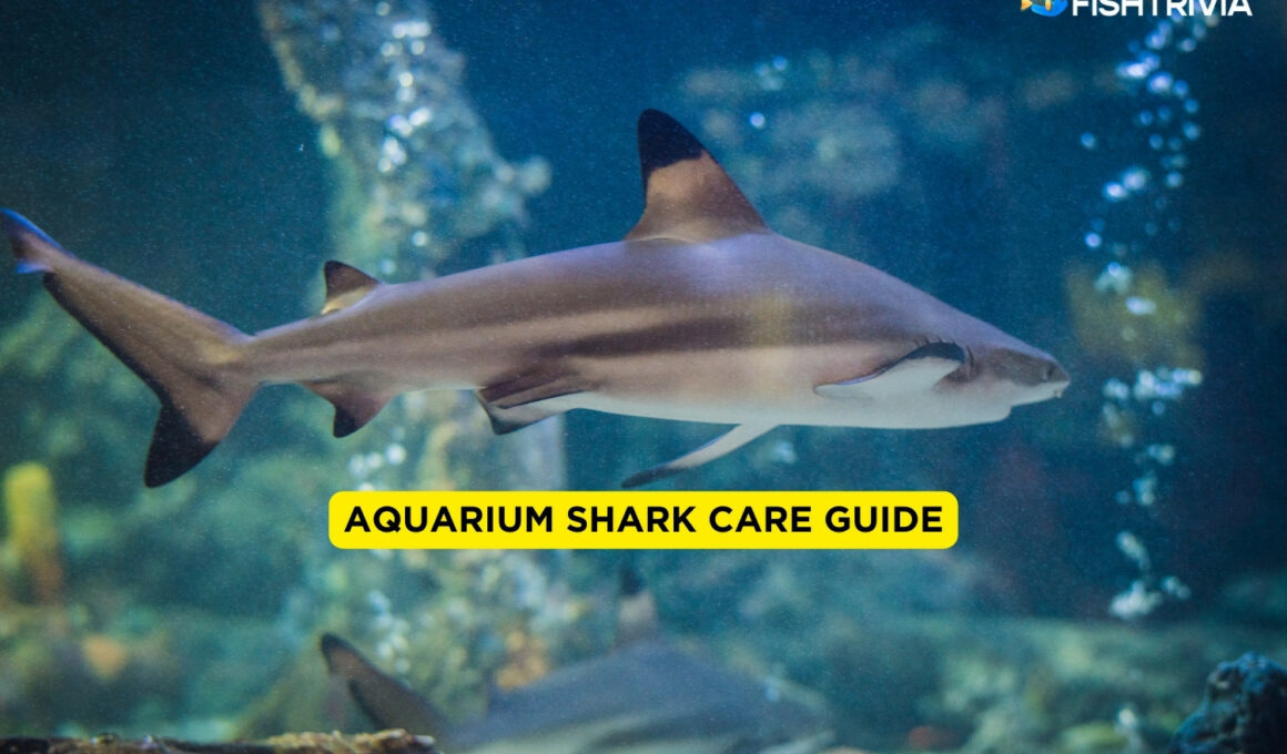 Aquarium Shark Care