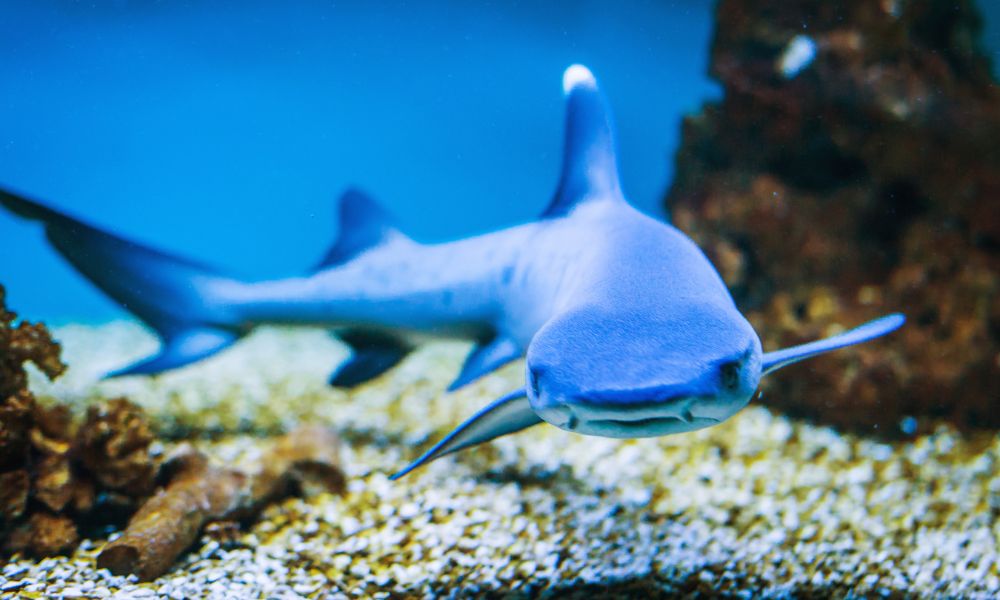 Aquarium shark
