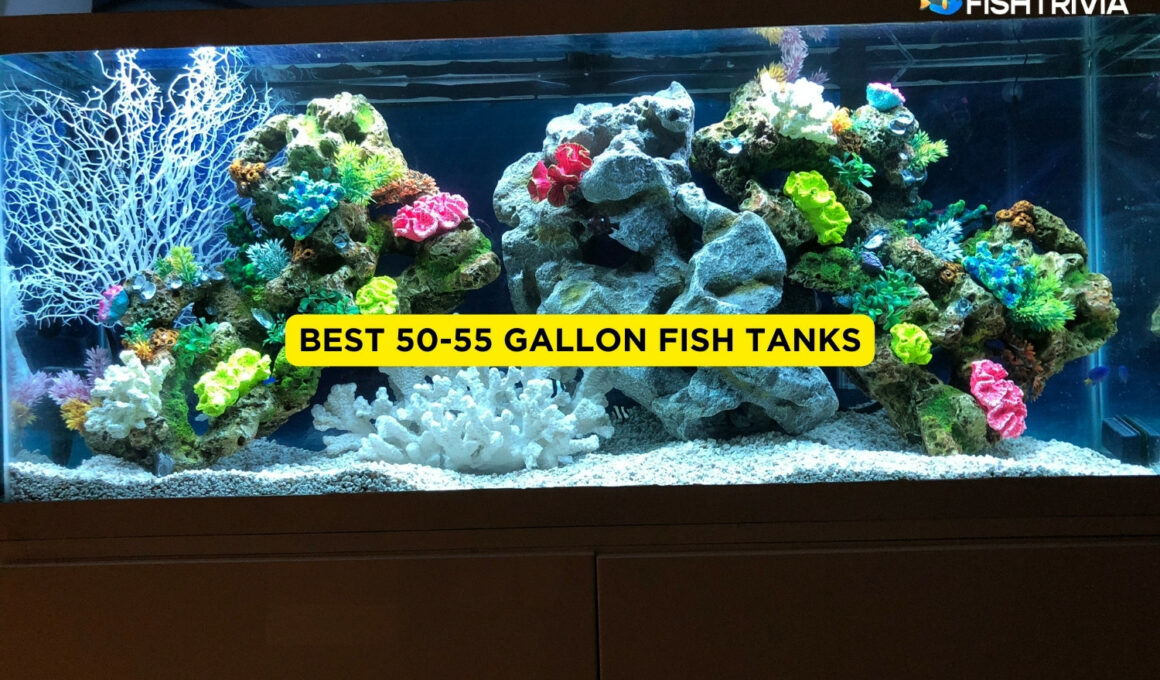 Best 50-55 Gallon Fish Tanks