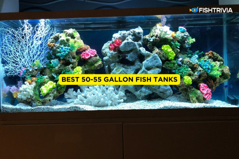 Best 50-55 Gallon Fish Tanks