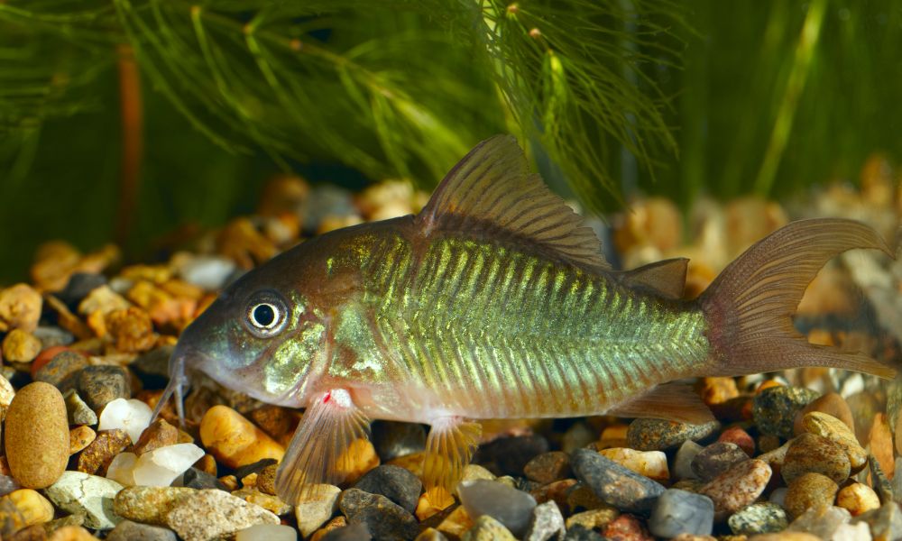 Brochis Splenden as the best goldfish tank mates