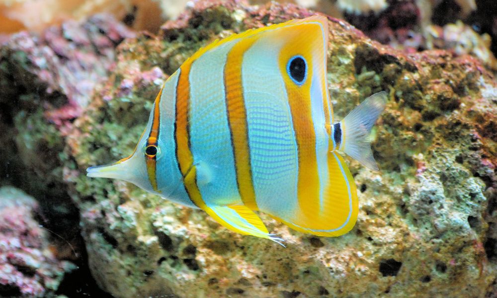 Best Butterfly fish tank mates