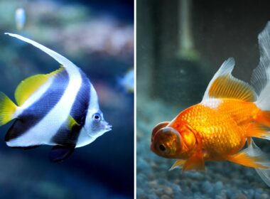 Can Angelfish Live With Goldfish