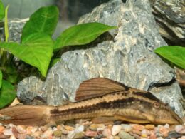 Can Plecos live in Aquarium Sand
