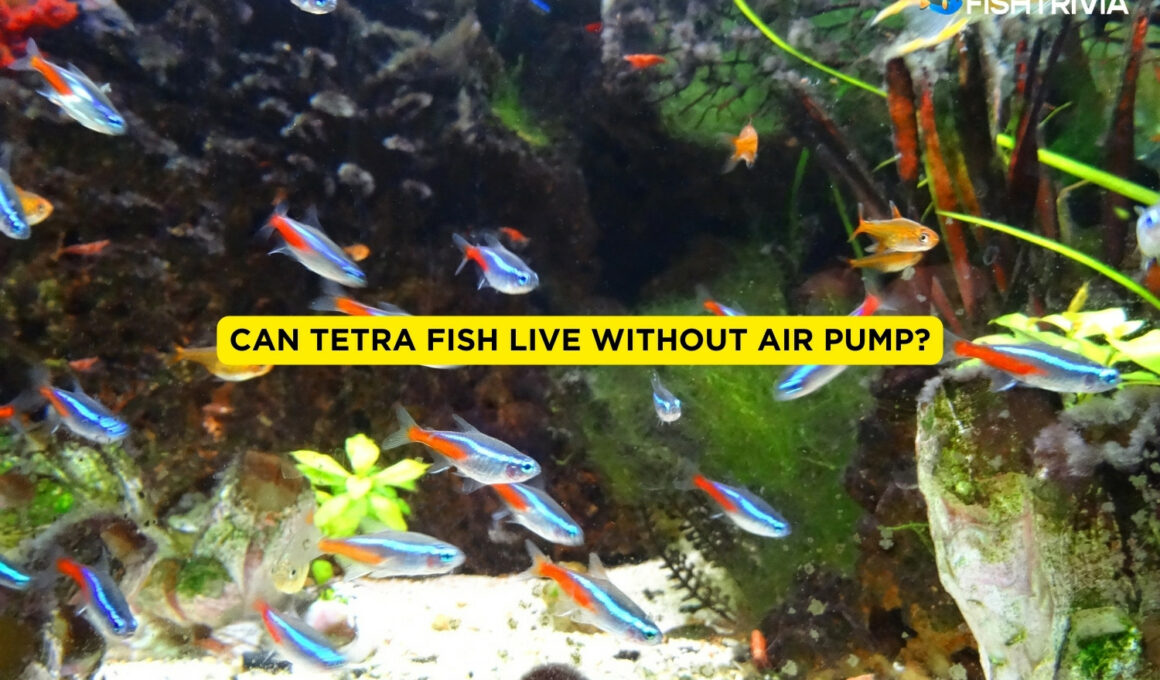 Can Tetra Fish Live Without Air Pump?