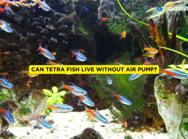 Can Tetra Fish Live Without Air Pump?