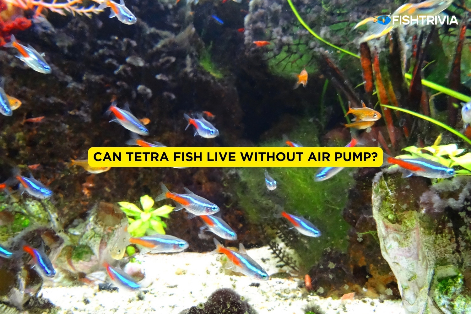 Can Tetra Fish Live Without Air Pump? (Explained) FishTrivia