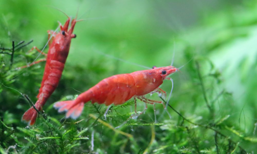 Cherry shrimp as the best otocinclus tank mate