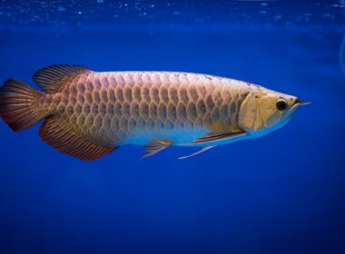 Arowana Fish