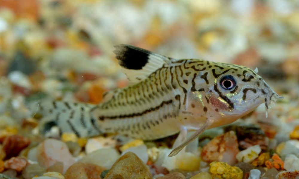 Corydoras catfish as best guppy fish tank mates