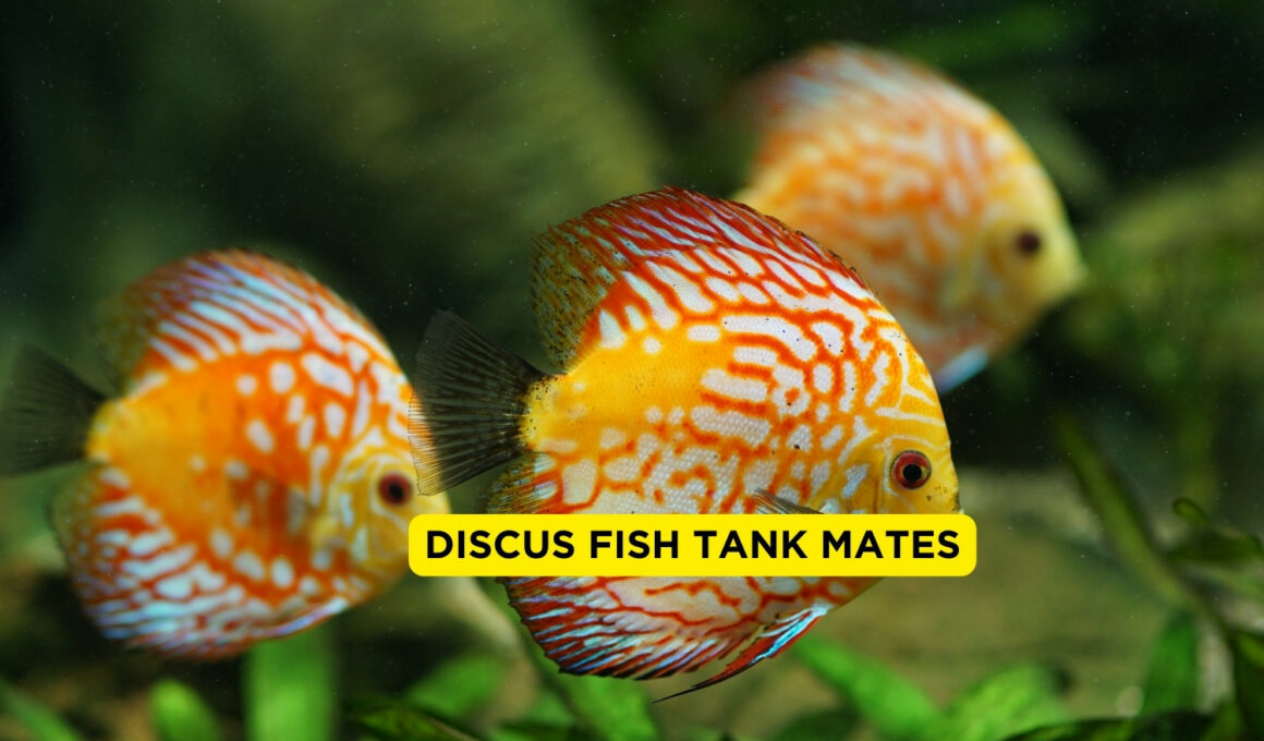 Discus Fish Tank Mates
