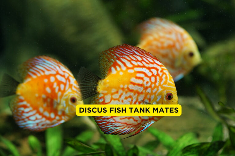 Discus Fish Tank Mates
