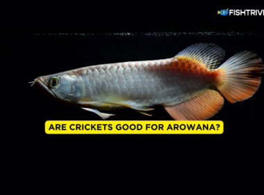 Are Crickets Good For Arowana?