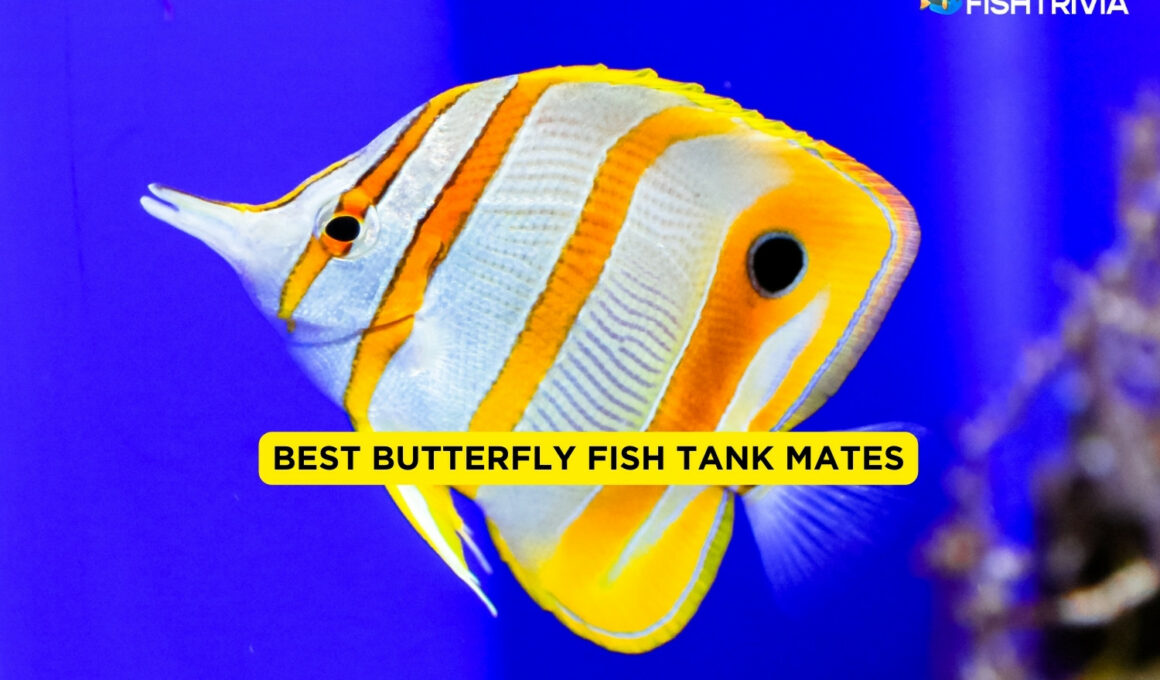 Best Butterfly Fish Tank Mates