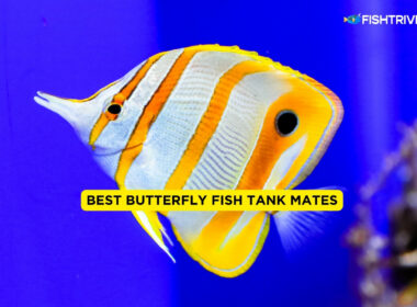 Best Butterfly Fish Tank Mates